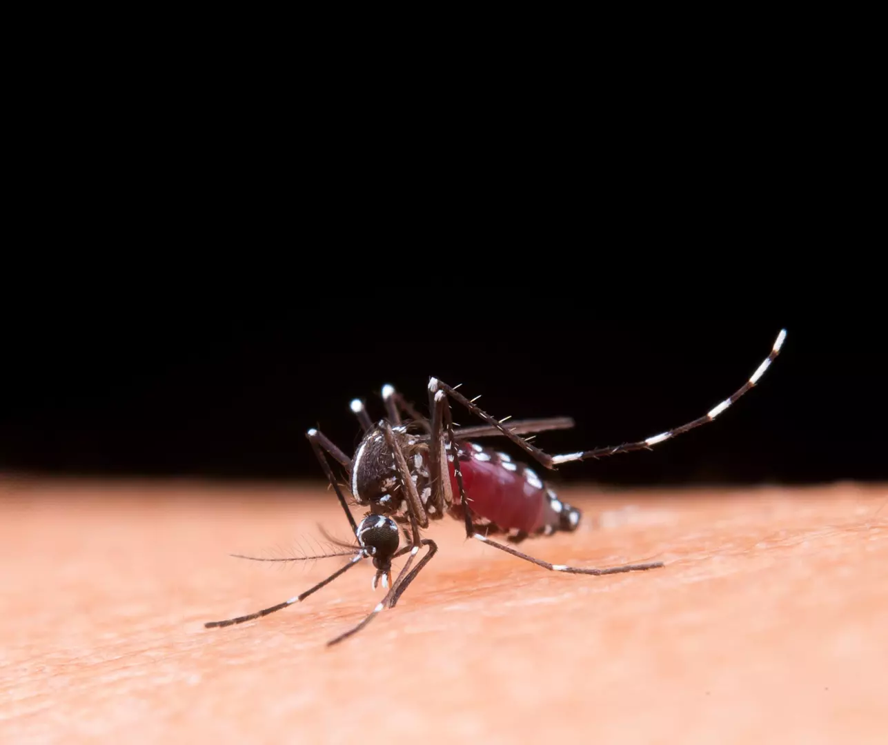 Santos Dumont passa da marca de 1.000 casos de dengue
